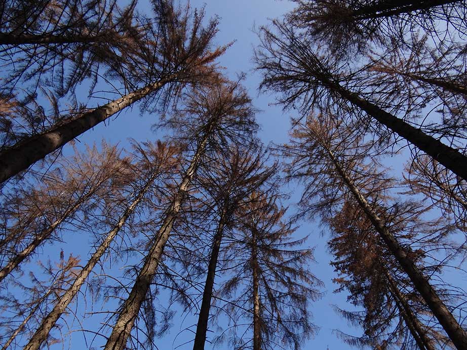 Auch in Siebengebirge ist die Fichte großflächig abgestorben. (Foto: F. Höltmann)