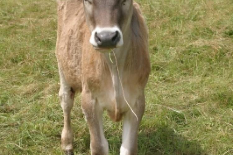 Im Allgäu wurden zwei Kälber gerissen (Symbolfoto).