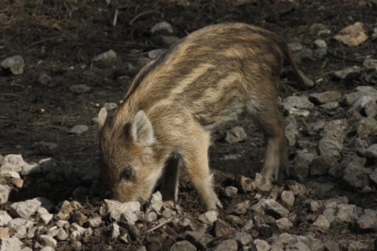 Symbolfoto: Gestreifter Frischling