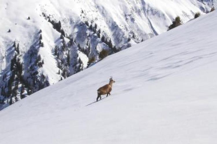 Gams Gämse Alpen Naturschutz