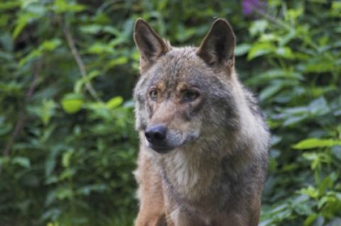 In Brandenburg erklären sich Städte und Gemeinden aus Protest zu "wolfsfreien Kommunen" (Symbolbild).