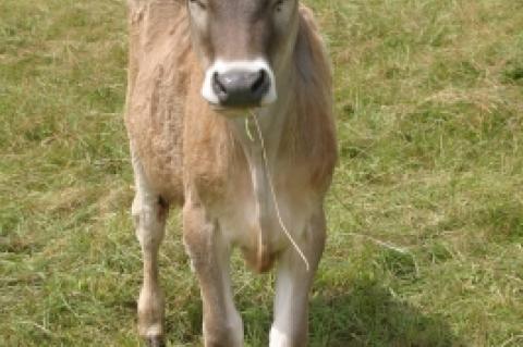 Im Allgäu wurden zwei Kälber gerissen (Symbolfoto).