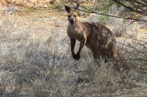 Im Breisgau ist ein Känguru ausgebüxt und von einer Wildkamera aufgezeichnet worden.